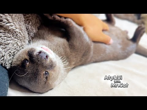 My Otters Fly up to Me When I Call Their Names [Otter Life Day 938]