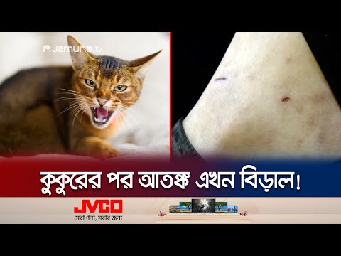 হাসপাতালে এখন কুকুর থেকে বিড়াল দ্বারা আক্রান্ত মানুষ বেশি! | Dog-Cat Bite | Jamuna TV