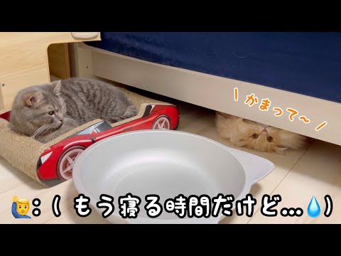 ワクチン接種前日、猫がベッドの下からアピールする可愛さをご覧ください サムネイル