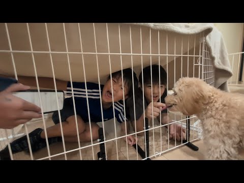 バリーの刑務所 ブーちゃんの100均手作りサークルで生活したいおいちゃんとどんちゃん　#2183