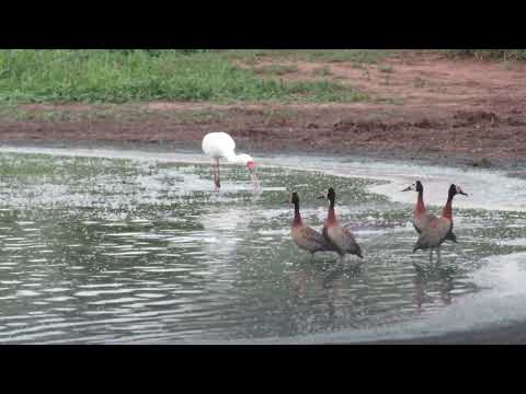 African Spoonbill, Crocodile & Whistling Ducks: Wetland Wonders