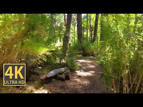 Sunny Bamboo Vibes Nature Walk 4K (With Ambient Nature Sounds And Music)