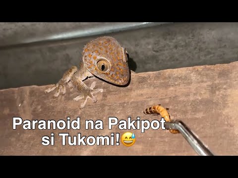Si Spike! at ang mga ka-tuko!