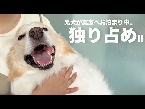 ママを独り占めしたくて赤ちゃん返りしちゃった犬...【ゴールデンレトリバー•ボーダーコリー】