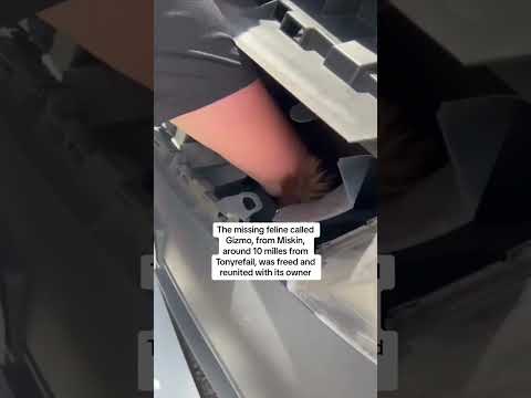 Kitten travels '500 miles' in taxi grille
