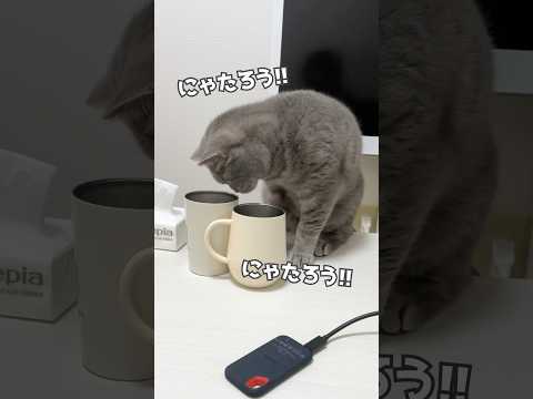 うちの猫たちのメンバー紹介 #猫 #ねこ #猫好きさんと繋がりたい #猫動画 #cat #替え歌 #猫のいる暮らし #ilife #猫あるある #猫好き