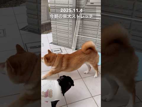 柴犬の朝のストレッチでリラックス＆癒し体験 サムネイル