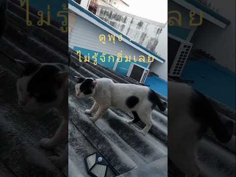 #อากาศหนาว#แมว#หน้าซีกกั๊บ#แมวน่ารัก#แมวกระโดด#คลิปแมว#Ca#CatJump#Helicopter#Jump#CatShorts#Shorts