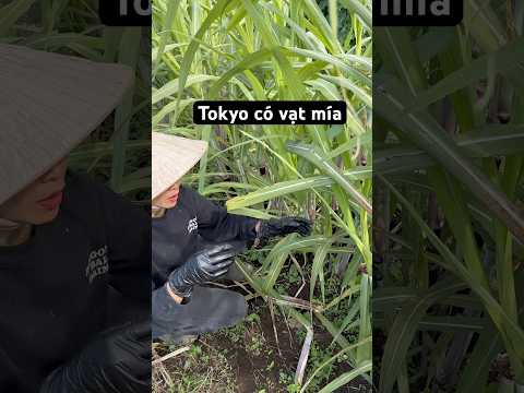Vạt mía tokyo
