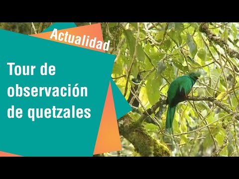 Tour de observación de quetzales en Copey de Dota | Actualidad