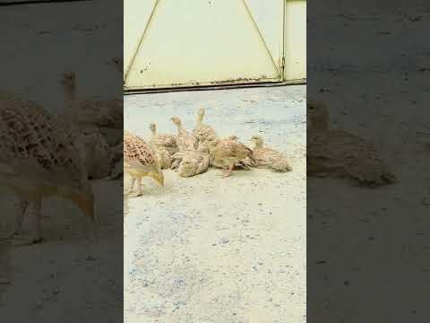 teetar family 🥰#viral #foryou