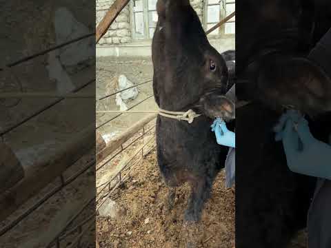 Qoʻtir va Temiratki mollarda davolash