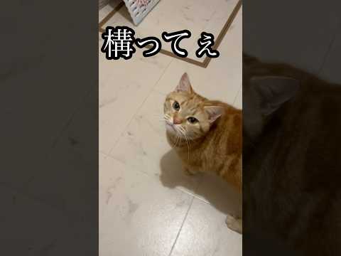 猫の動画サムネイル - 構って ねこ cat アメショ うめ