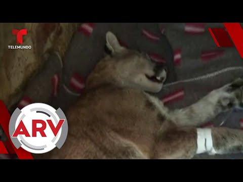 Puma que apareció en casa de Bolivia ya tiene un nuevo hogar | Al Rojo Vivo | Telemundo