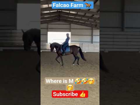 WHERE IS M 🤣 #horse #shorts #short #equestrian #fail #funny #happy #cute #animals #beautiful #sport