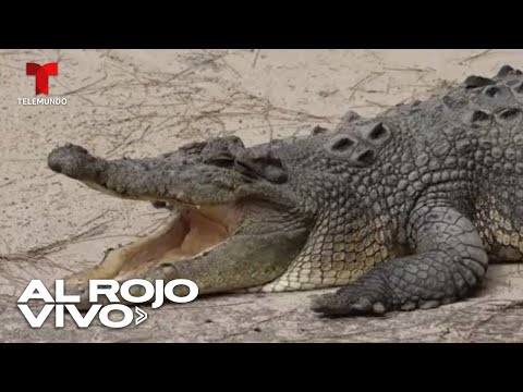 Piden controlar población de cocodrilos en Australia tras la muerte de niña de 12 años