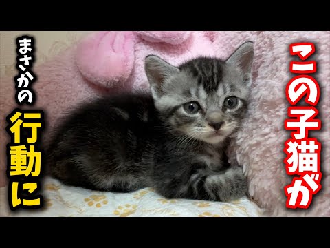 子猫が人間のおっぱいに興味を持つかわいいシーン サムネイル