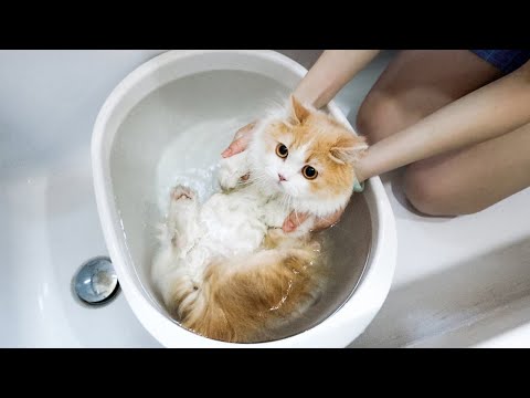 别的小猫咪都只洗爪爪，凭什么我洗澡啊？丨花花与三猫