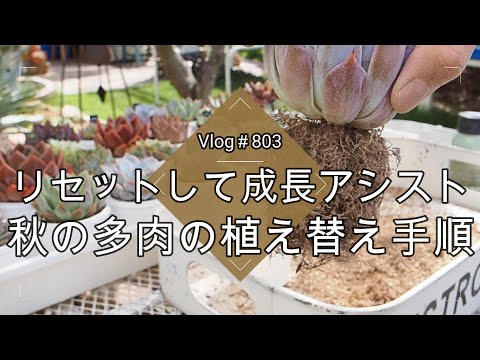 【Vlog803】【多肉植物】リセットして成長アシスト🌱秋の多肉の植え替え手順【植え替え・葉挿し・挿し木】