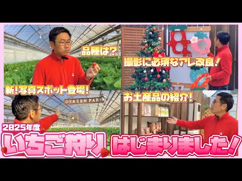 【おさぜん農園】2025年度いちご狩りはじまりました！【今年はココが違う!!!】