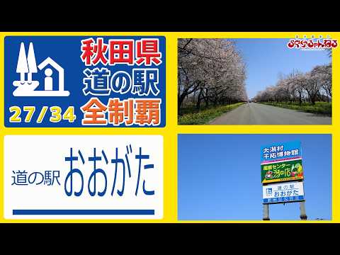 【秋田県 道の駅 全制覇】（道の駅 おおがた）桜と菜の花の絶景!!! 県内最大級の産直と干拓の歴史に触れる道の駅!!! 秋田県 道の駅 全制覇 27/34