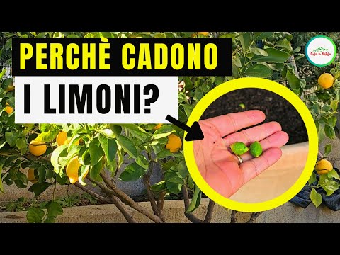 Perchè i Limoni Cadono?  Cause e Rimedi