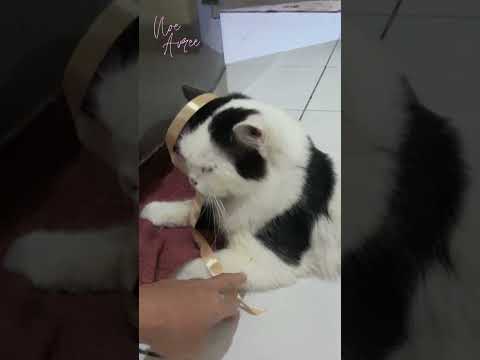 Dibilang lagi nggak mood.. 🤭 #shorts #cat #funnycats #youtubeshorts #kucinglucu