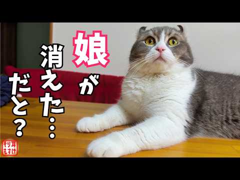 突然いなくなった娘を必死に探すパパ猫の愛情深い姿にほっこり