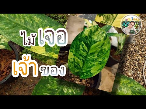 ไม้เจอเจ้าของ-คนรักต้นไม้-ชอบป ไม้เจอเจ้าของ-คนรักต้นไม้-ชอบป