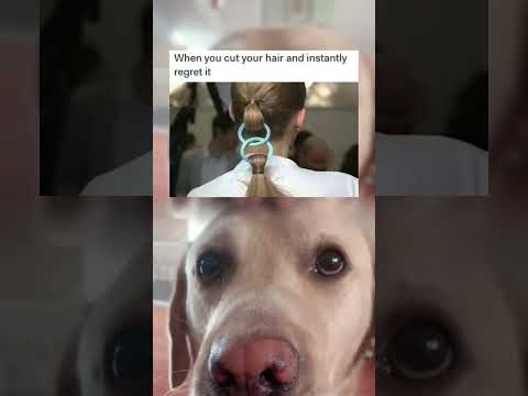 #memes #story #dog #shorts #pets