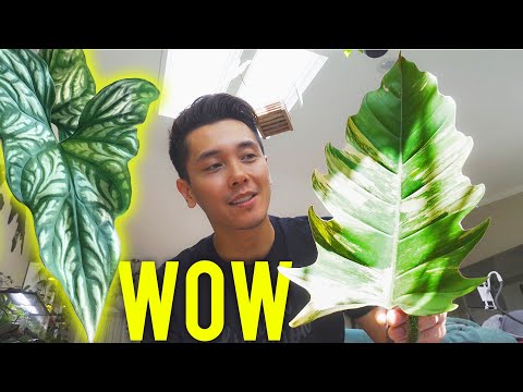 Unboxing, Shopping For Dream Plants and an Orchid  #CaramelMarble #CercestisMiribilis #OrchidMantis

Just another vlog.. Chilling at the plant store an