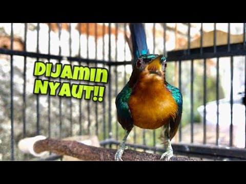 Kolibri Wulung Manapun Dijamin Langsung Ikut Nyaut Dengan Pancingan Kowul Agar Bunyi Ini