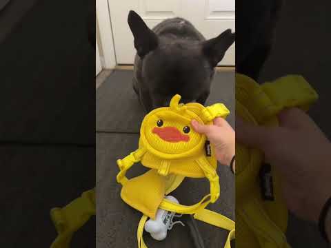 No dog is sold in the making of this video
