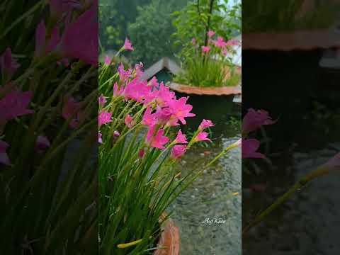 Rainy day WhatsApp status 2024