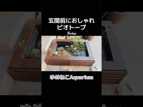 玄関前ビオトープ作成#aquarium #biotope #水槽 #メダカ #shorts