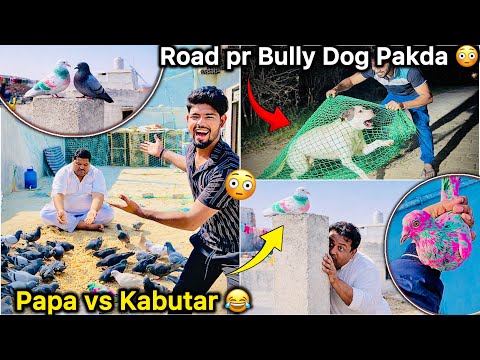 Papa ne Colorfull Kabutar Pakad Liya 🤑 || Plot Pr Suprise Mila 🕊️ 