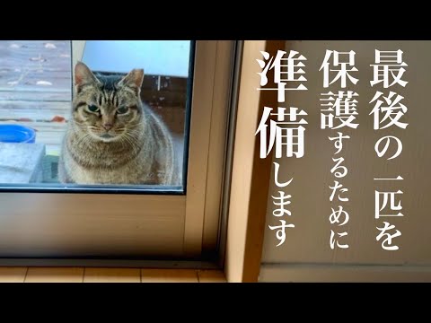 庭にやってくる最後の地域猫を保護すると決めてから…