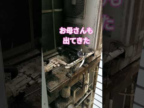 鳩の親子
