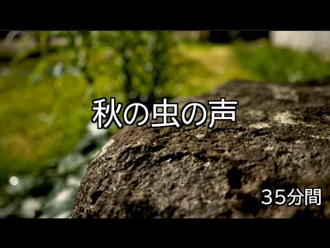 秋の蟲の聲【35分間】集中したいとき