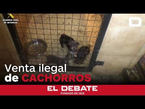 Desmantelan un grupo dedicado a la venta ilegal de cachorros por toda España