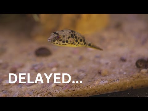This Was ALMOST A Disaster! (New Puffer Fish) The time has come for us to get a new puffer fish!  Big thanks to Dan's Fish for supplying healthy p