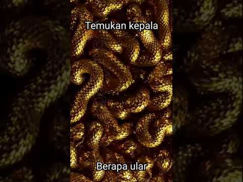 apakah anda merasakan geli.. #short