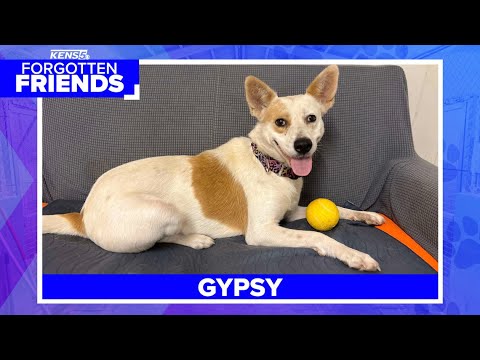 Gypsy is recovering from cancer and needs a loving home | Forgotten Friends