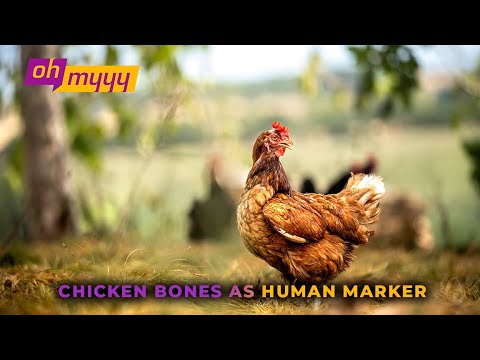 Chicken Bones as Human Marker | George Takei’s Oh Myyy