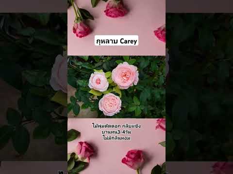 กุหลาบชื่อCareyคาเร่roseคนบ