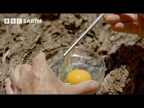 The Evolution of the Egg | Evolution | BBC Earth Science