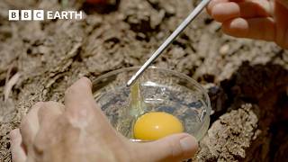 Thumbnail for the video "The Evolution of the Egg | Evolution | BBC Earth Science" from BBC Earth Science