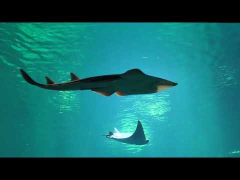 Afrykarium in Zoo Wroclaw - expozice Mosambický kanál - žraloci, rejnoci, kareta, murény a jiné ryby