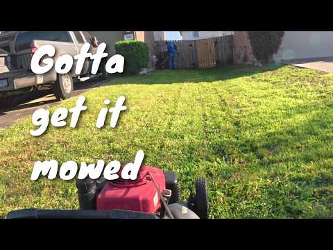 This lawn need mowing today.