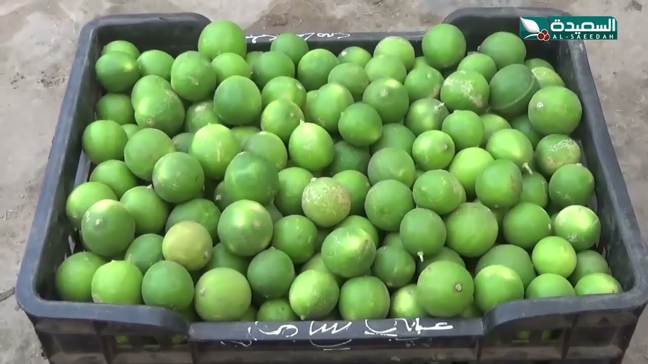 قناة السعيدة